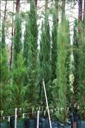 35ltr Pencil Pines